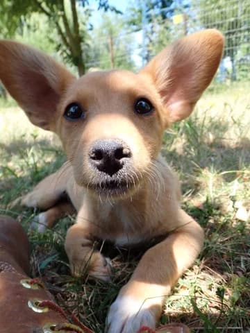 Stratus, male puppy Mixed Breed for adoption at Remember Me France