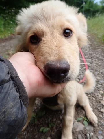 Cumulus, male puppy Mixed Breed for adoption at Remember Me France