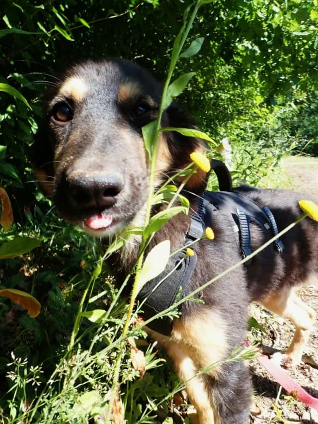 Orkaïa, female puppy Mixed Breed for adoption at Remember Me France