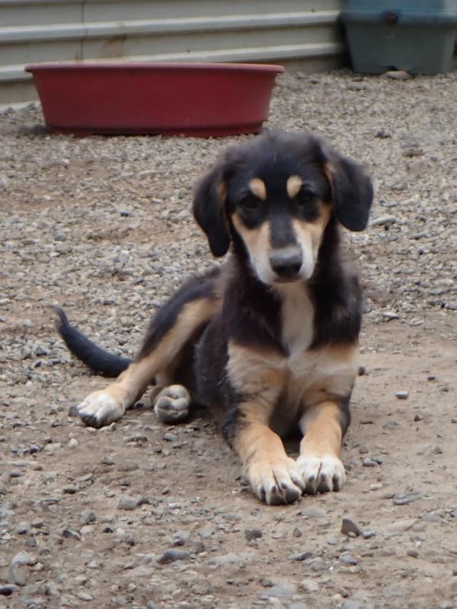 Tindra, female puppy Mixed Breed for adoption at Remember Me France