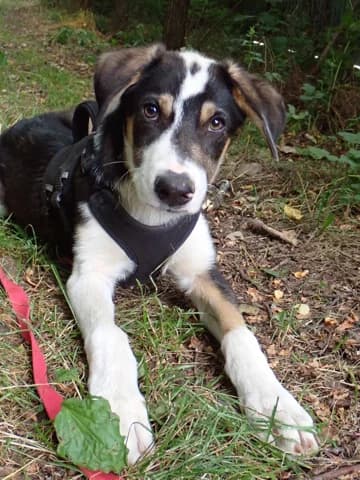 Oregon, male puppy Mixed Breed for adoption at Remember Me France