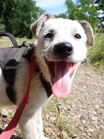 Ysaline, Mixed Breed (Remember Me France)