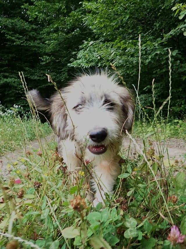 Sorel, male Mixed Breed for adoption at Remember Me France