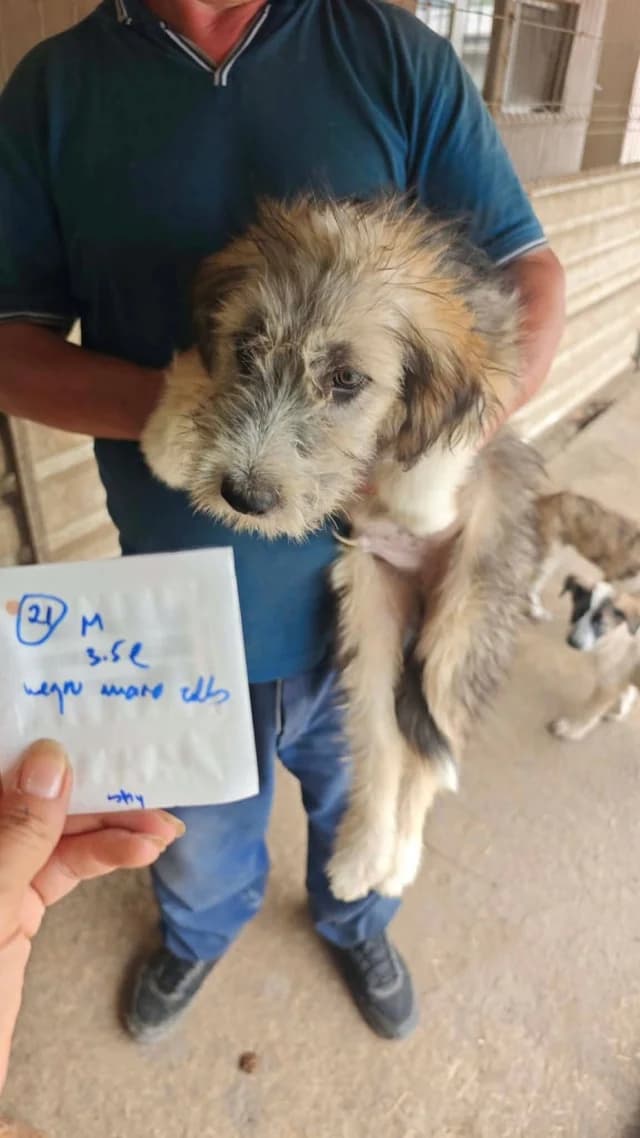 Sorel, male puppy Mixed Breed for adoption at Remember Me France