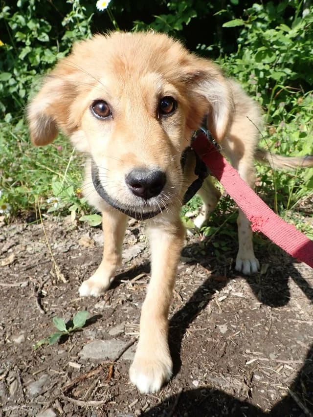 Mirela, female puppy Mixed Breed for adoption at Remember Me France
