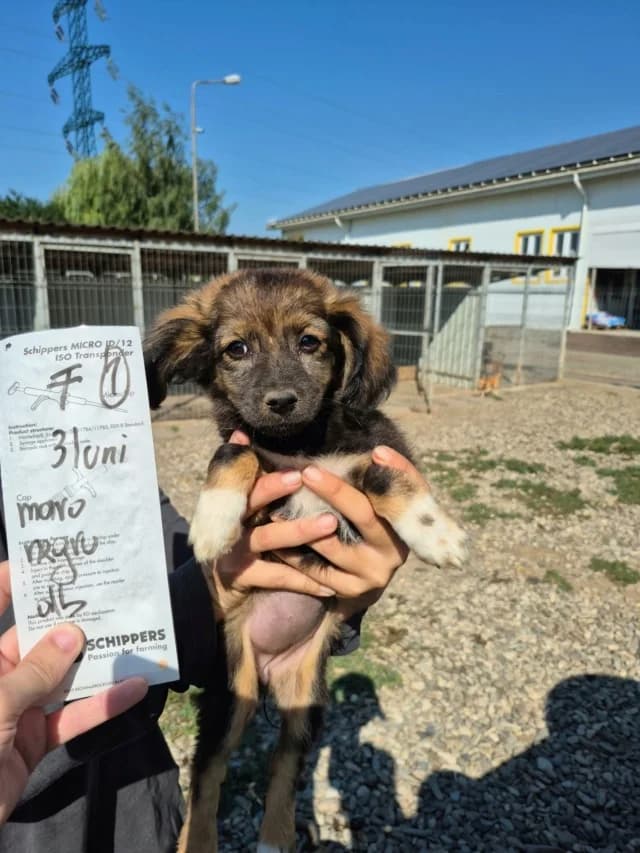 Svetlina, female puppy Mixed Breed for adoption at Remember Me France
