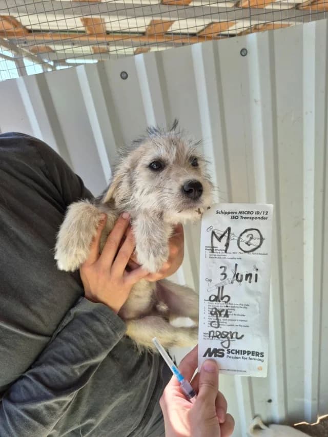 Tofu, male puppy Mixed Breed for adoption at Remember Me France