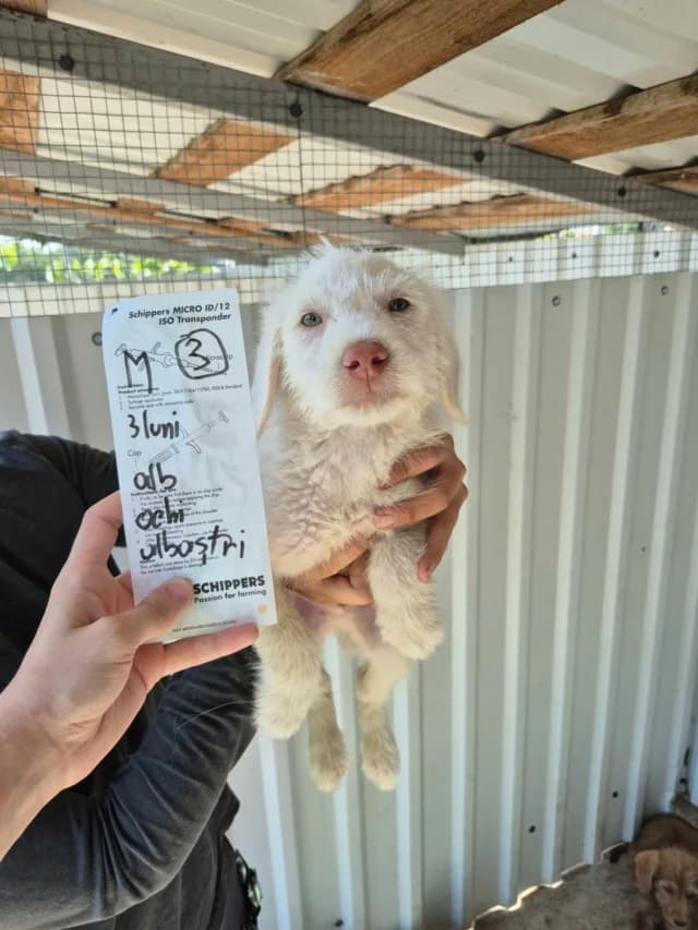 Thebes, male puppy Mixed Breed for adoption at Remember Me France