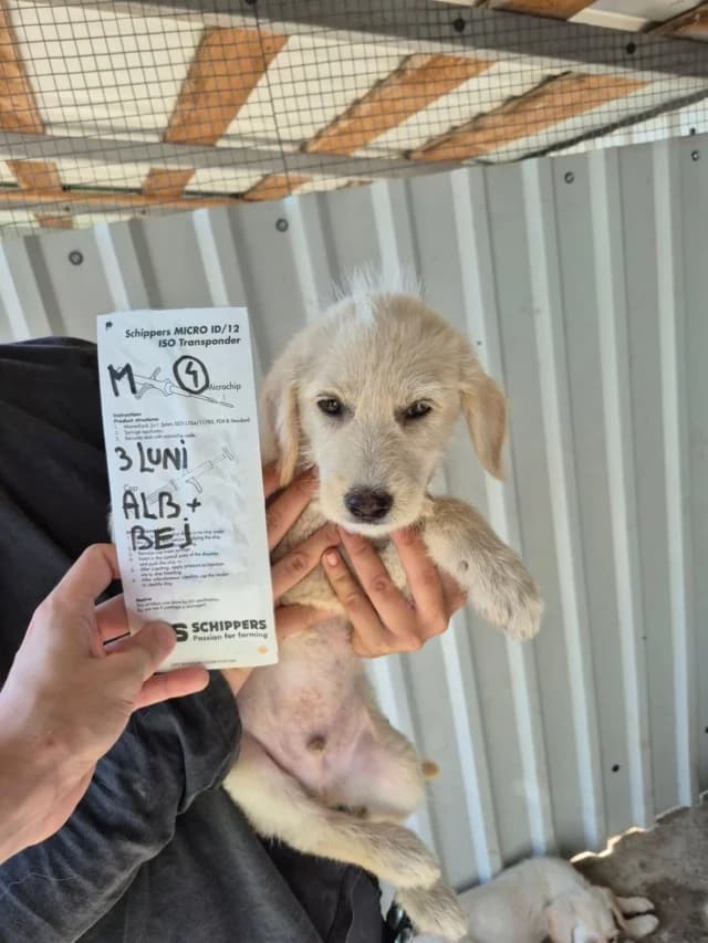 Tengo, male puppy Mixed Breed for adoption at Remember Me France