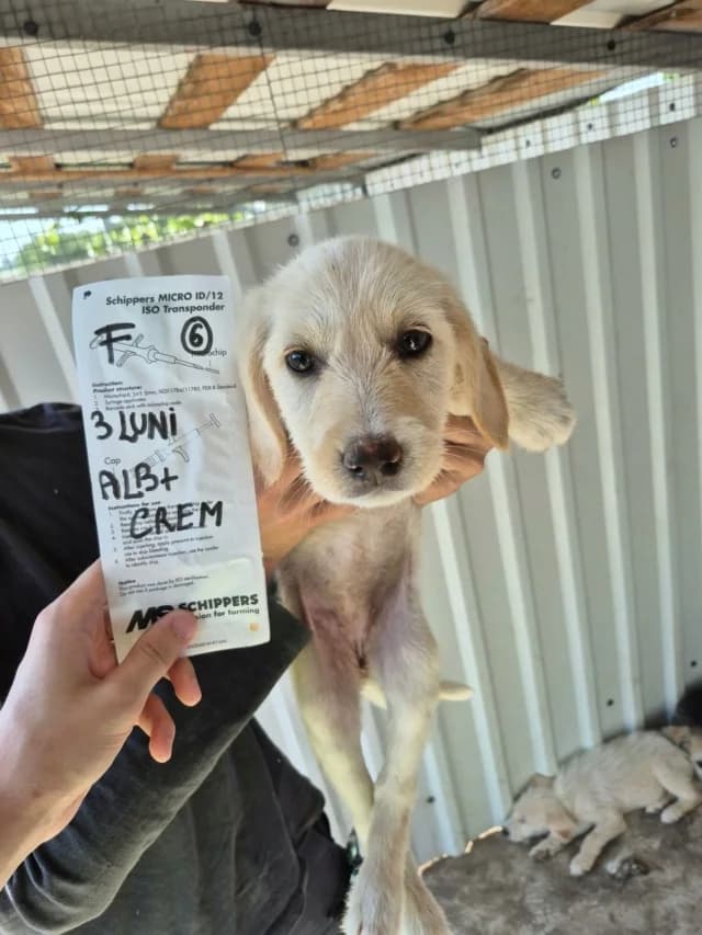 Briyelle, female puppy Mixed Breed for adoption at Remember Me France