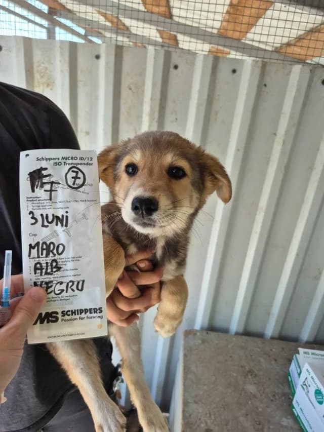 Celiane, Mixed Breed (Remember Me France)
