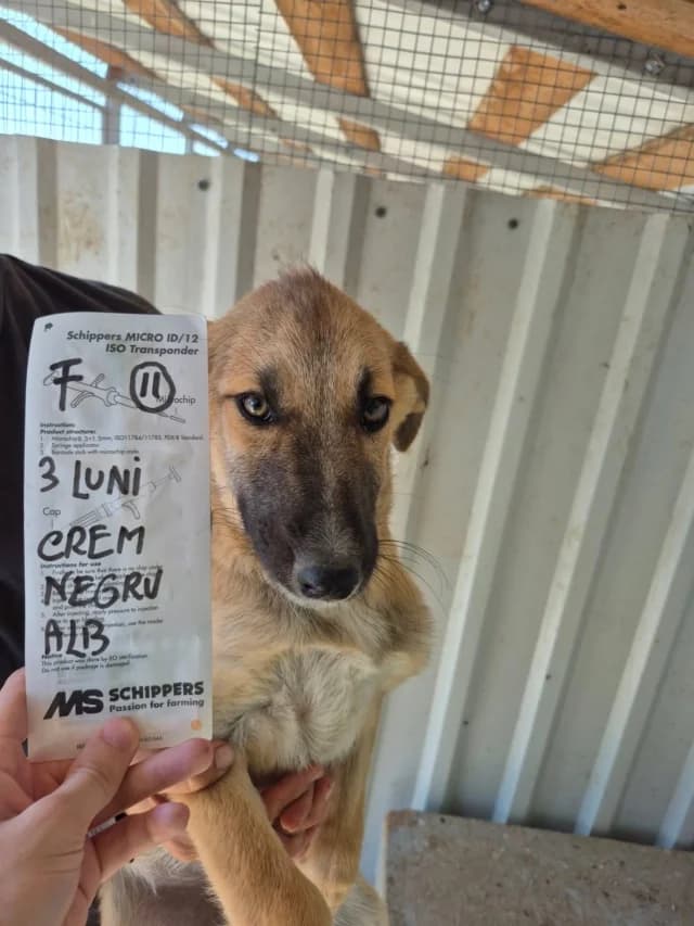 Naveli, female puppy Mixed Breed for adoption at Remember Me France