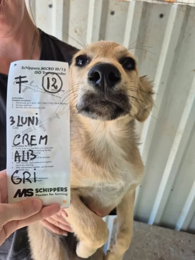 Zafira, female puppy Mixed Breed for adoption at Remember Me France