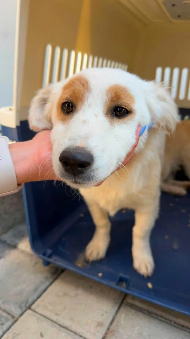 Charline, female young Mixed Breed for adoption at Remember Me France