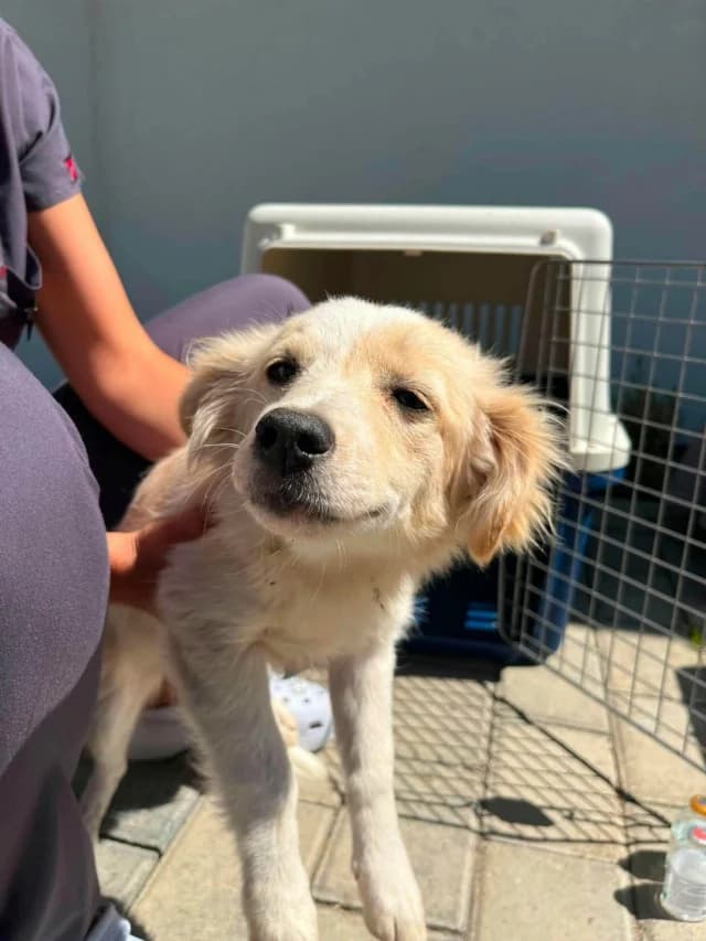 Barbara, female young Mixed Breed for adoption at Remember Me France