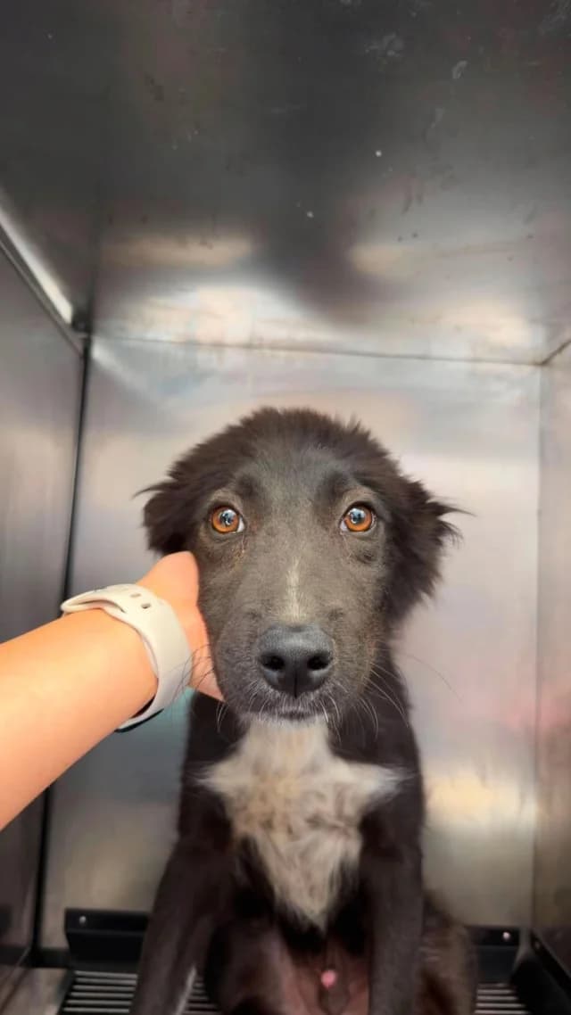 Ruben, male puppy Mixed Breed for adoption at Remember Me France