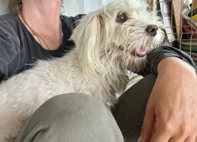 Melissa, female 3yo Mixed Breed for adoption at Remember Me France