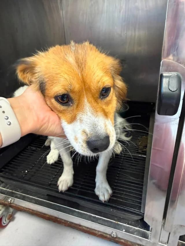 Lioo, female young Mixed Breed for adoption at Remember Me France