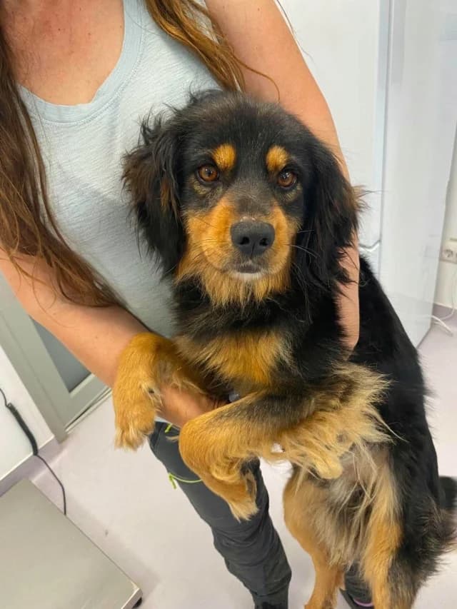Tornado, male 5yo Mixed Breed for adoption at Remember Me France