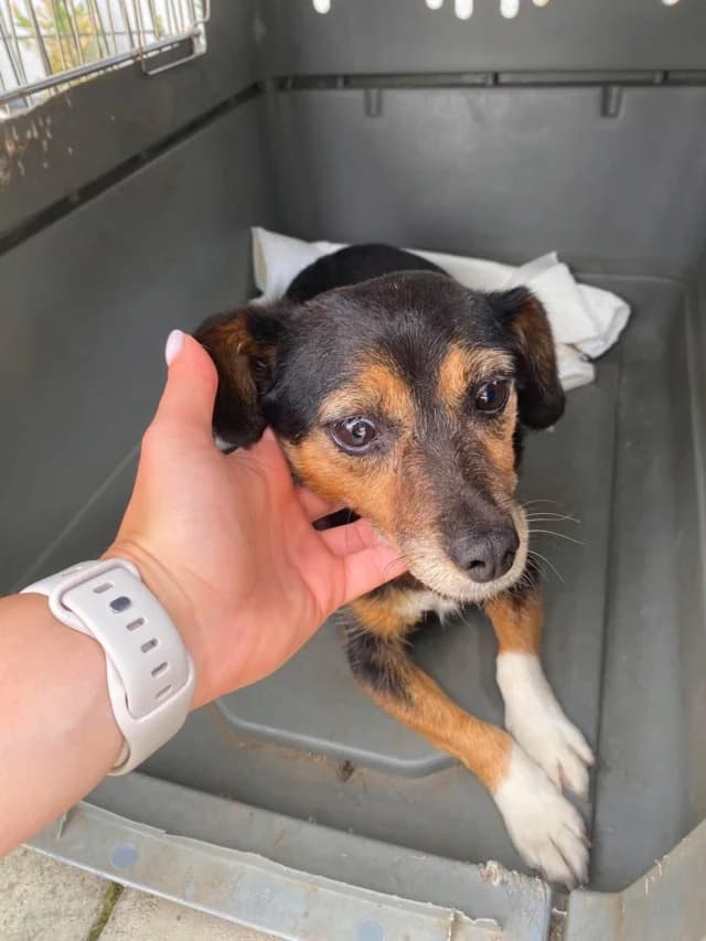 Channa, female 7yo Mixed Breed for adoption at Remember Me France
