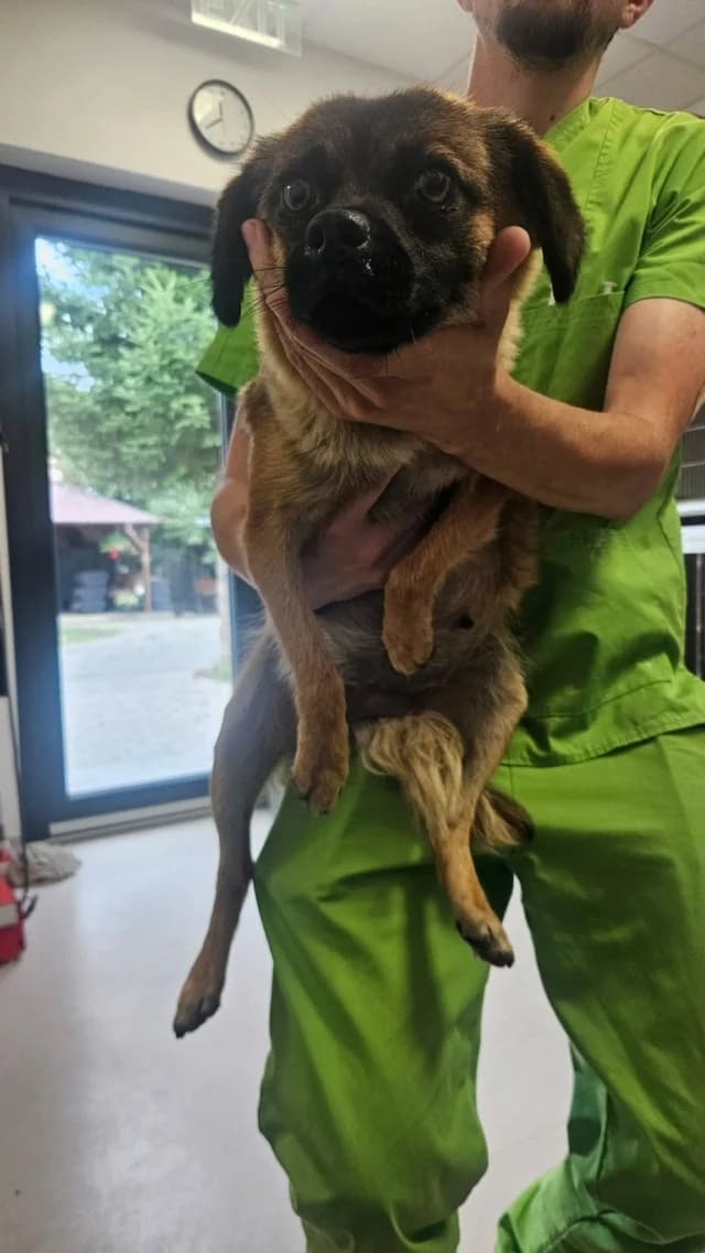 Saskara, female young Mixed Breed for adoption at Remember Me France