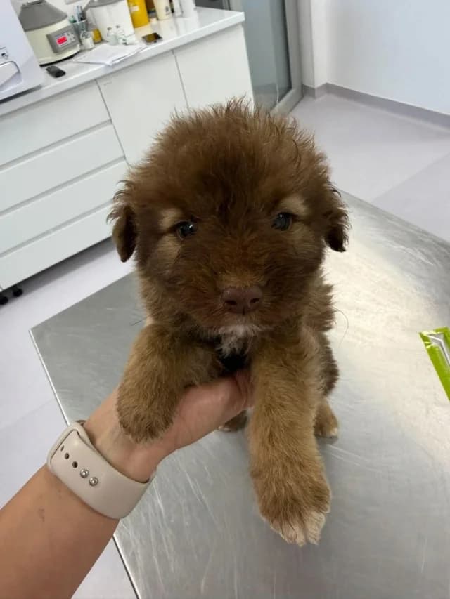 Violon, male puppy Mixed Breed for adoption at Remember Me France