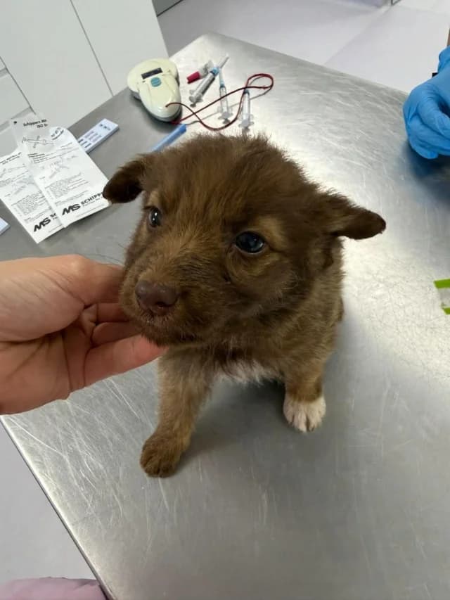 Walabi, male puppy Mixed Breed for adoption at Remember Me France