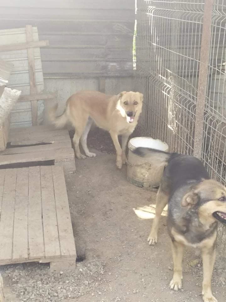 Lisa, female senior Mixed Breed for adoption at Remember Me France