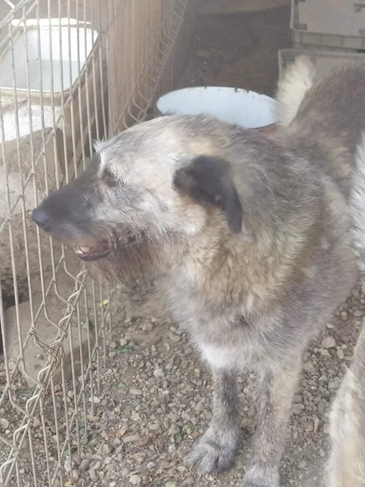 Scona, female senior Mixed Breed for adoption at Remember Me France
