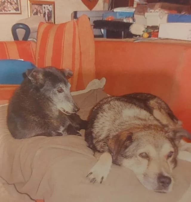 Violette, female senior Mixed Breed for adoption at Remember Me France