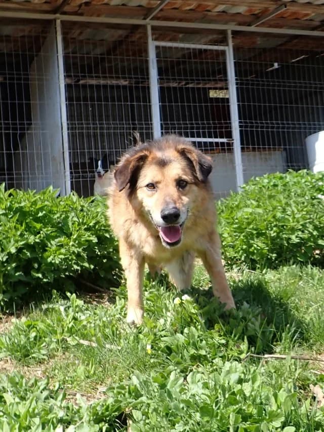 Narco, male young Mixed Breed for adoption at Remember Me France