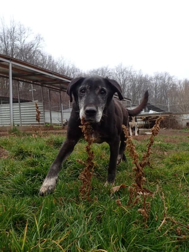 Moon, female 6yo Mixed Breed for adoption at Remember Me France