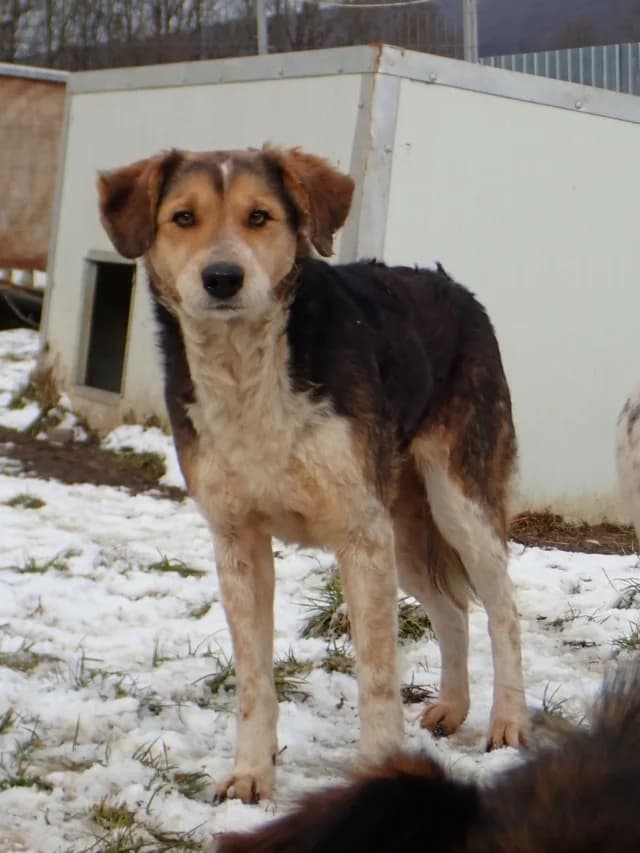 Morwen, female Mixed Breed for adoption at Remember Me France