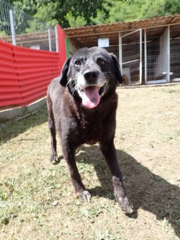 Volt, male young Mixed Breed for adoption at Remember Me France