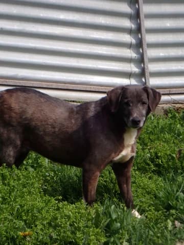 Nemesis, female 6yo Mixed Breed for adoption at Remember Me France