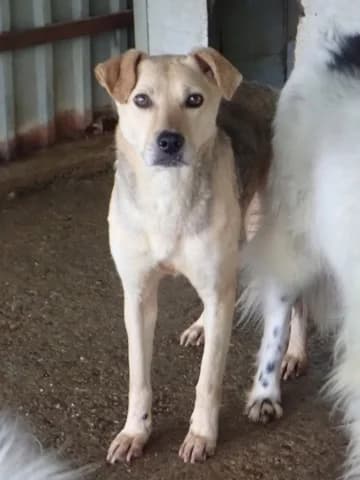 Augustine, female 6yo Mixed Breed for adoption at Remember Me France