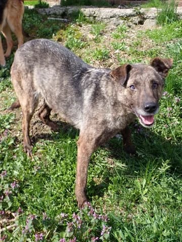 Montana, brungé Stérilisée : oui Vaccinée : oui P female 6yo Mixed Breed for adoption at Remember Me France