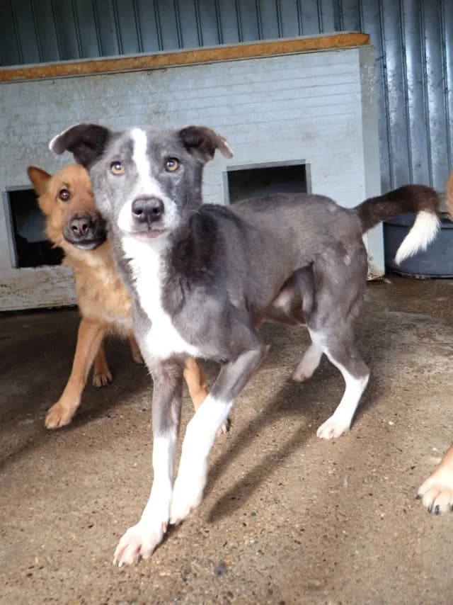 Radu, male 7yo Mixed Breed for adoption at Remember Me France