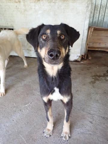 Sherkan, male 6yo Mixed Breed for adoption at Remember Me France