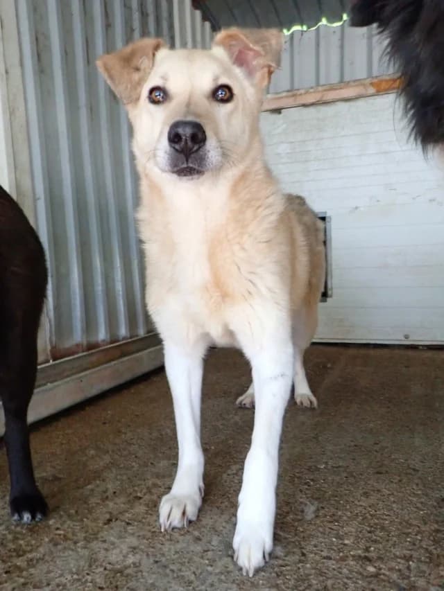 Clinton, male 5yo Mixed Breed for adoption at Remember Me France