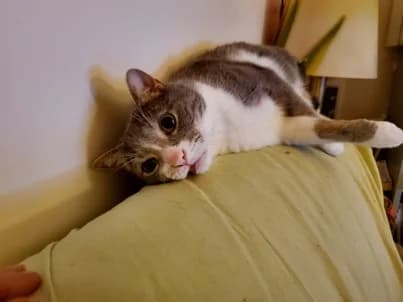 MALIBU : non adoptable – en famille d’accueil longue durée.,  senior European Shorthair for adoption at Refuge Rêves de chiens, Viry-Châtillon