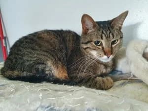MARLEY,  senior European Shorthair for adoption at Refuge Rêves de chiens, Viry-Châtillon