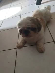 GAZOU : non adoptable – en famille d’accueil longue durée.,  senior Shih Tzu for adoption at Refuge Rêves de chiens, Viry-Châtillon