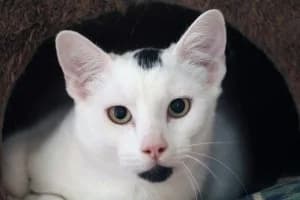 OTHELLO,  6yo European Shorthair for adoption at Refuge Rêves de chiens, Viry-Châtillon