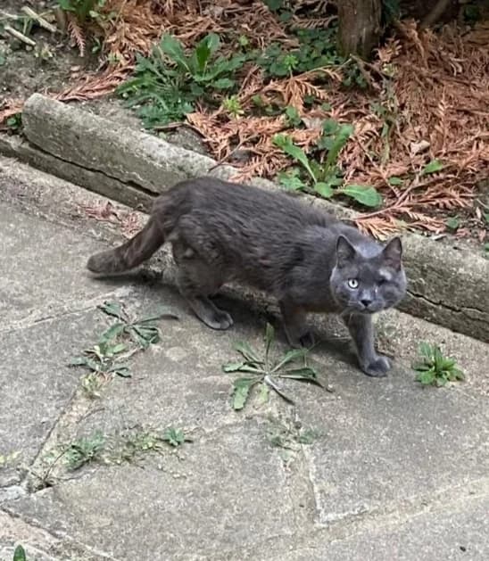 ALBATOR : non adoptable pour le moment.,  6yo European Shorthair for adoption at Refuge Rêves de chiens, Viry-Châtillon