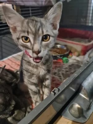 ULYANA : non adoptable – en famille d’accueil longue durée., female young European Shorthair for adoption at Refuge Rêves de chiens, Viry-Châtillon