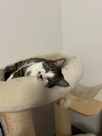 MILEUR,  3yo European Shorthair for adoption at Refuge Rêves de chiens, Viry-Châtillon