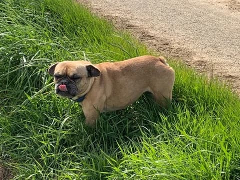 JOLIE-FLEUR, female senior French Bulldog for adoption at Refuge Rêves de chiens, Viry-Châtillon