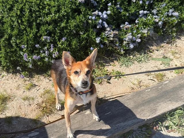 BRUTUS,  senior Mixed Breed for adoption at Refuge Rêves de chiens, Viry-Châtillon