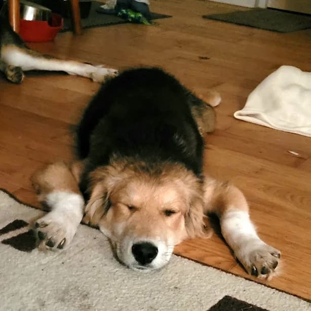 FLUFFY G : RESERVE,  young Mixed Breed for adoption at Refuge Rêves de chiens, Viry-Châtillon